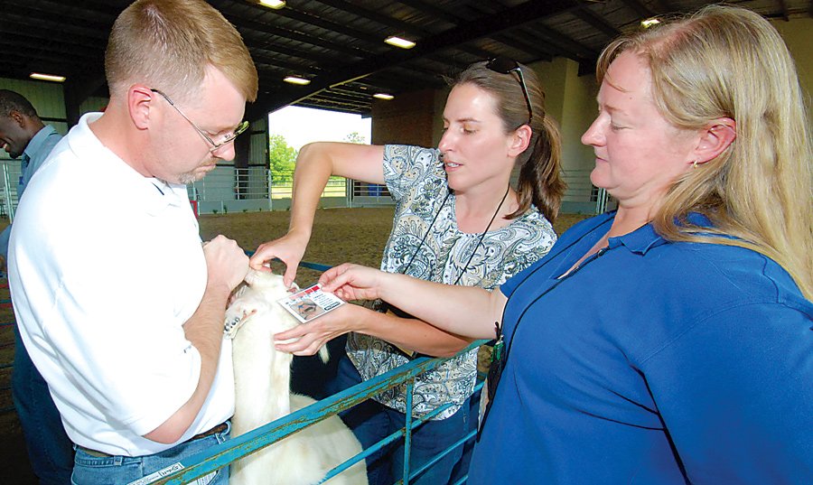 People inspecting ruminant.