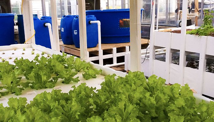 Plants growing in aquaponic systems in the FVSU aquaculture facility.