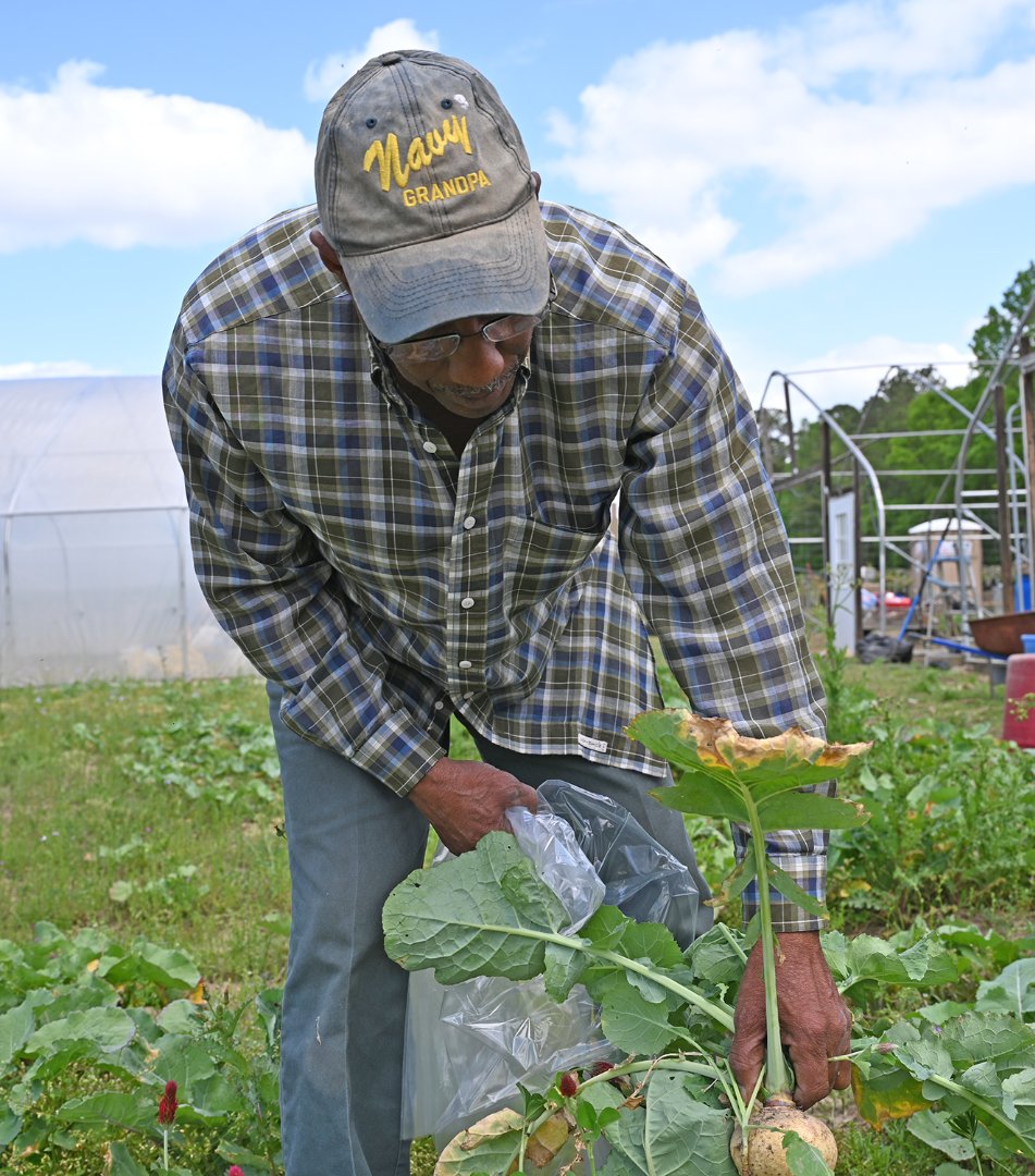 Robert Taylor picks greens during a Good Agricultural Practices (GAP) certification audit on his farm in Houston County.