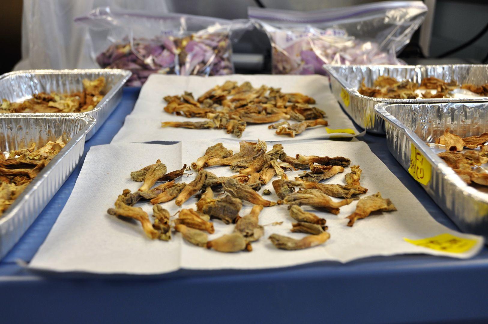 Resembling potato chips, paulownia fortunei flowers, once a bright purple, dry at room temperature in foil pans and on paper napkins.