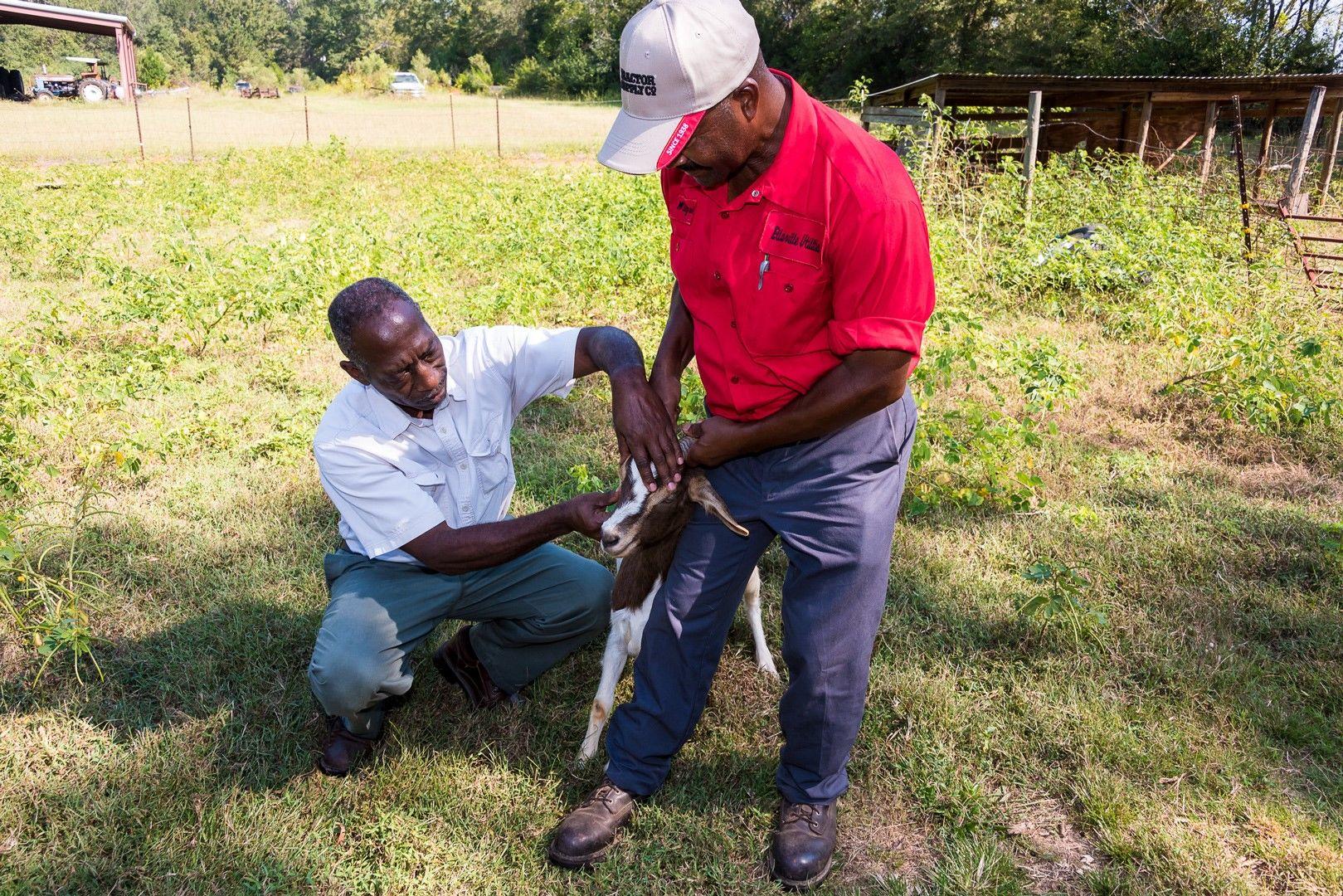 Ricky Waters (left) FVSU Macon County program assistant assists his client Wilfred Johnson (right) in examining a goat for disease.