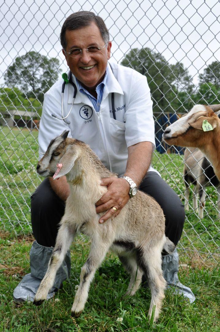 Dr. Seyedmehdi Mobini, a Fort Valley State University professor of veterinary science, cares for a goat kid on the FVSU campus.