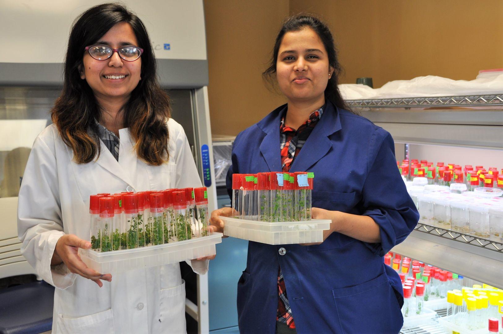 Fort Valley State University biotechnology graduate students Richa Bajaj and Lubana Shahin (from left to right) hold tissue samples of the paulownia tree.