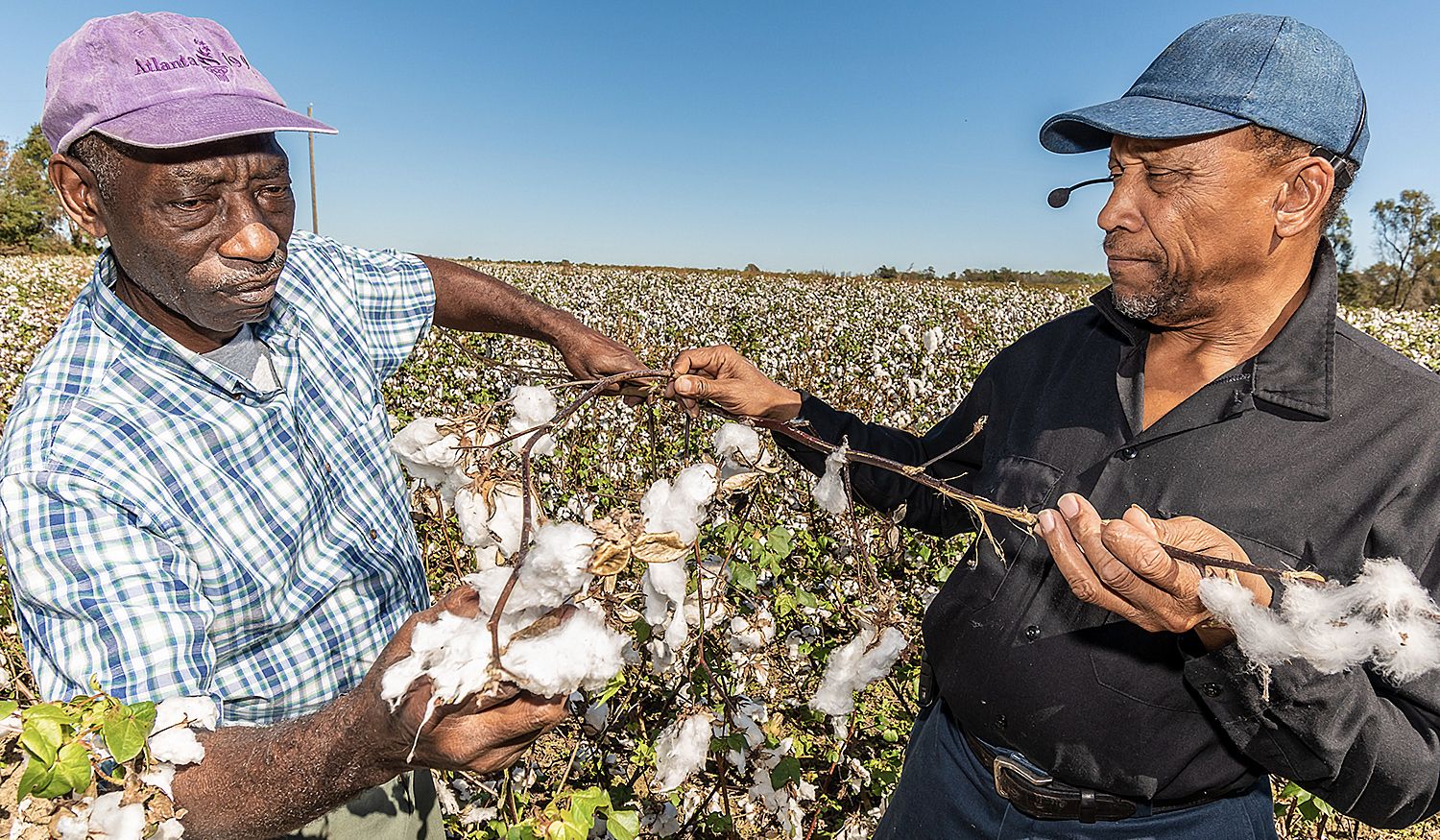 Ricky Waters (left) FVSU Extension program assistant for Macon County, inspects cotton crop damage with Willie Joe Daniels on his 25 acre farm near Oglethorpe.