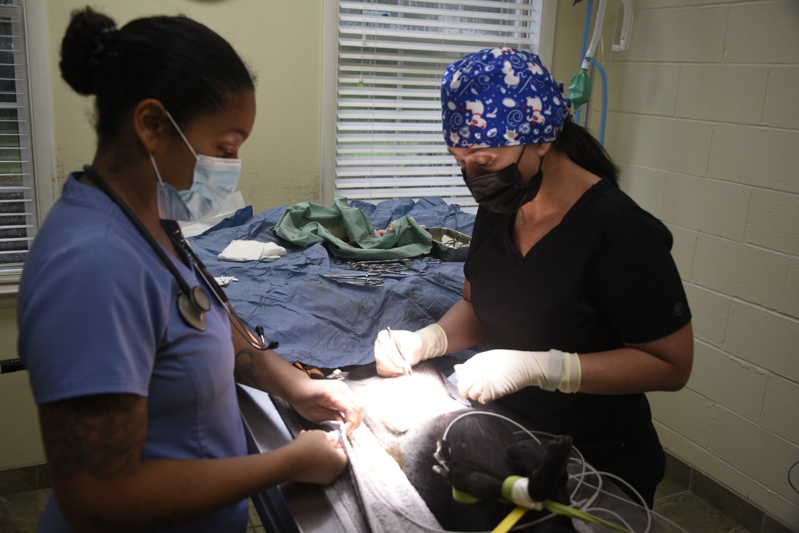 Dr. Brown (R) performs a surgical procedure on a pet with assistance from FVSU graduate Ainsleyea Rodriguez, who also majored in veterinary technology.