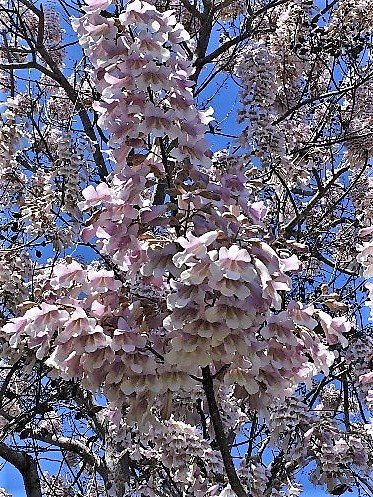 Paulownia tree blooms.