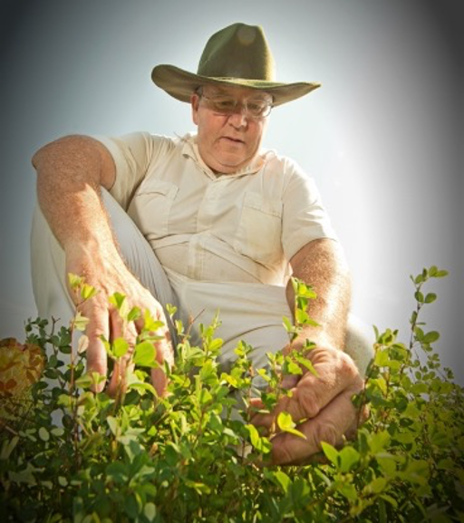 Terrill’s research area is studying plants containing tannin, such as sericea lespedeza.