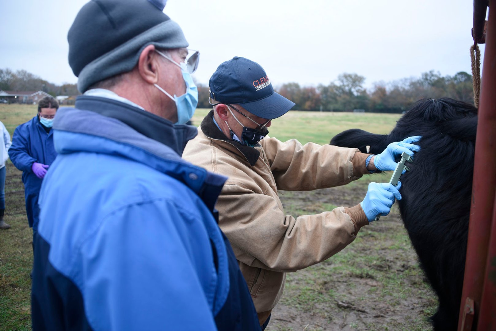 Dr. Sean Eastman, director of field services for Clemson University’s Livestock Poultry Health, uses a caliper on a cow as a part of the tuberculosis testing protocol. Overseeing the technique is Dr. Michael Whicker, certified trainer with the U.S. Department of Agriculture’s Veterinary Services. 