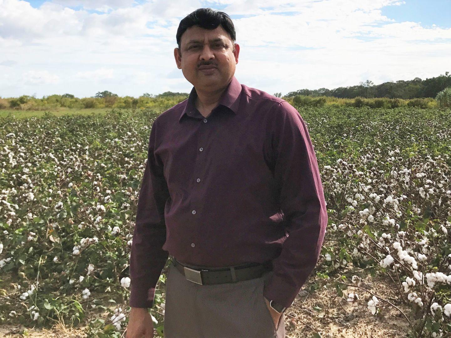 Dr. Hari Singh, a Fort Valley State University research associate professor of plant science, stands in a cotton field at the FVSU research farm.