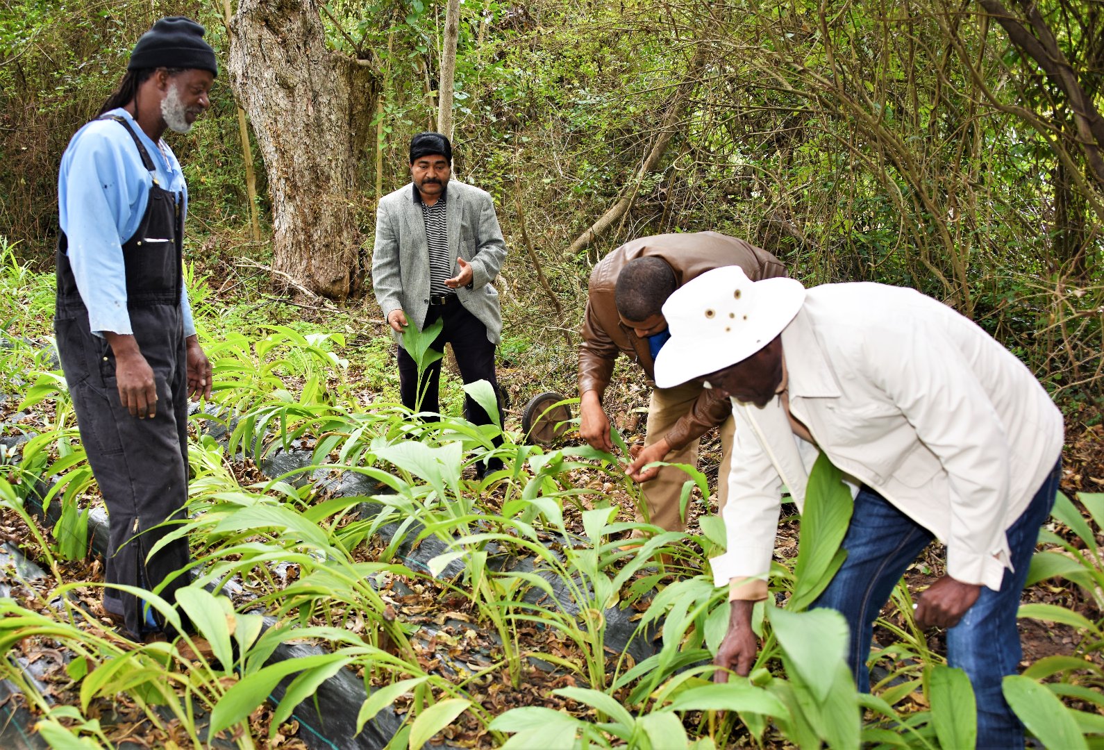 Drs. Bipul Biswas and Steven Samuels, Fort Valley State University researchers, examine the turmeric growing on Arthur Thomas’ (far left) farm in Milledgeville, Georgia, along with his friend, Wilkie Hill (far right).