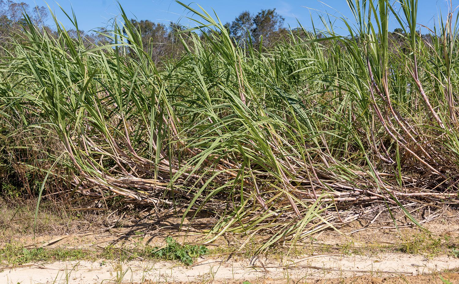 Brothers John L. and Johnny M. Green suffered damage to their sugar cane crop on their Worth County farm.