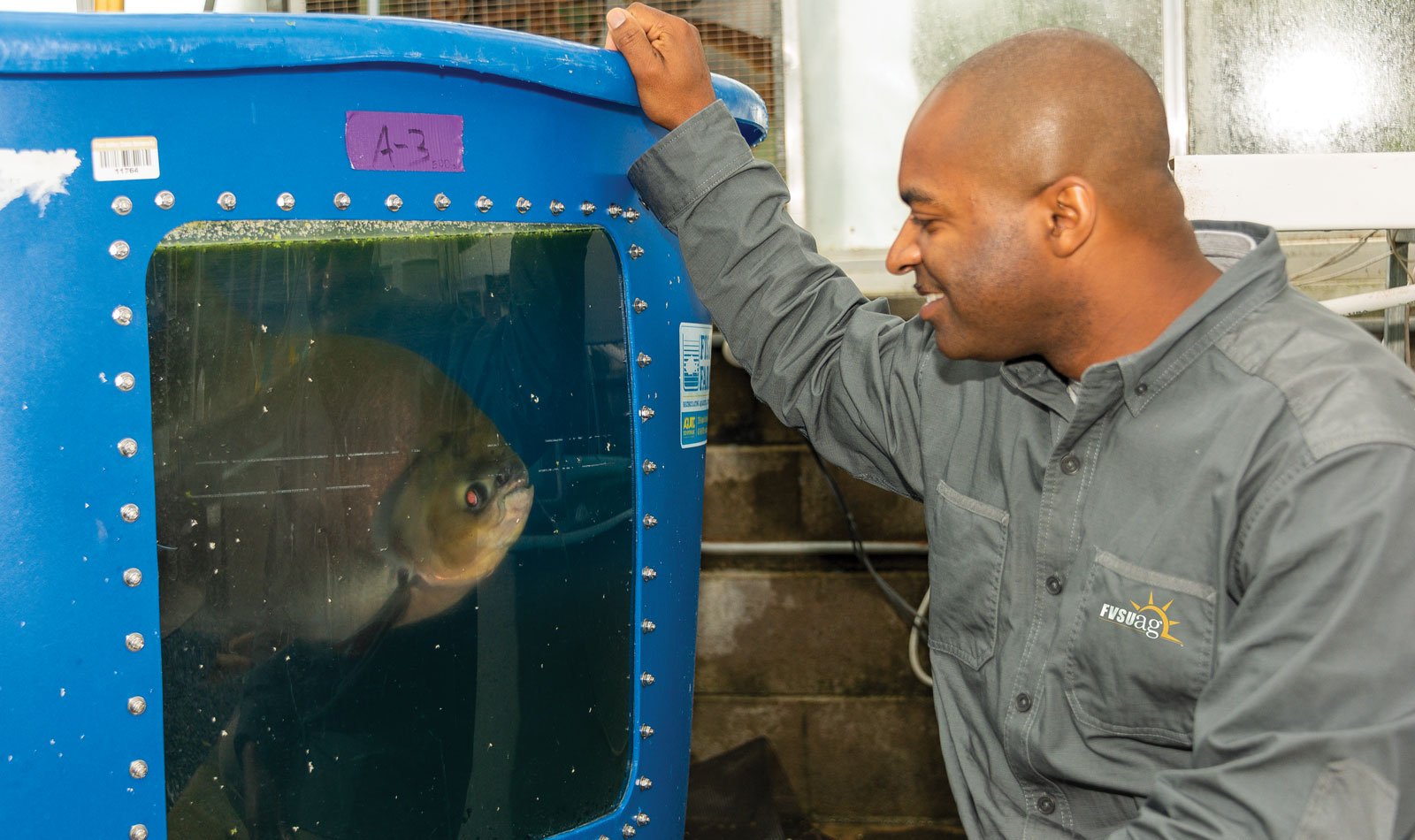 Donald Bacoat, FVSU extension aquaculture carpenter and production assistant, observes a large fish in one of the tanks at the FVSU aquaculture facility.