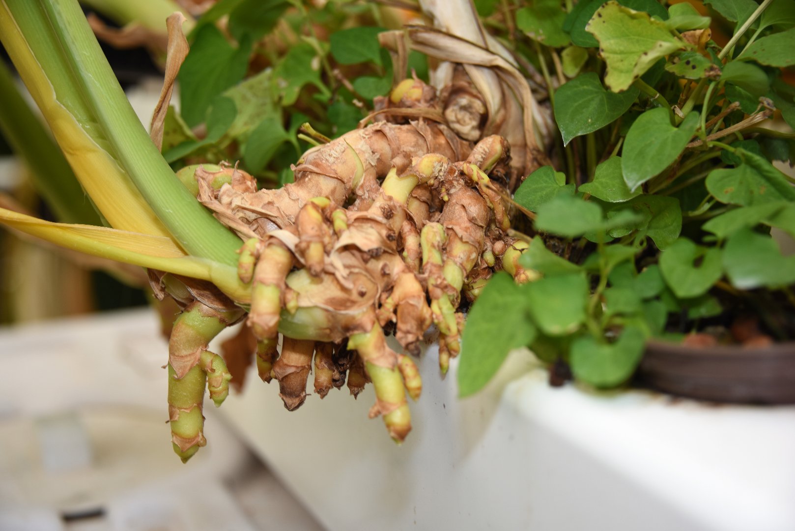 Turmeric grows in a hydroponic system in the on-campus greenhouse.