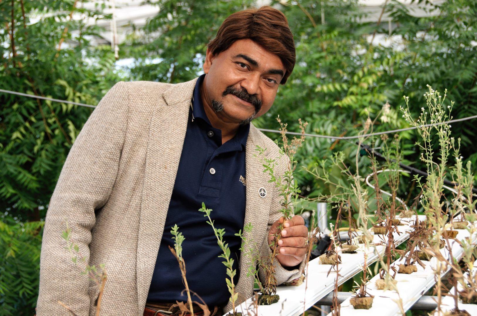 Dr. Bipul Biswas, a Fort Valley State University assistant professor of plant science for the biotechnology graduate program, grows stevia without soil at the specialty plant house on campus.