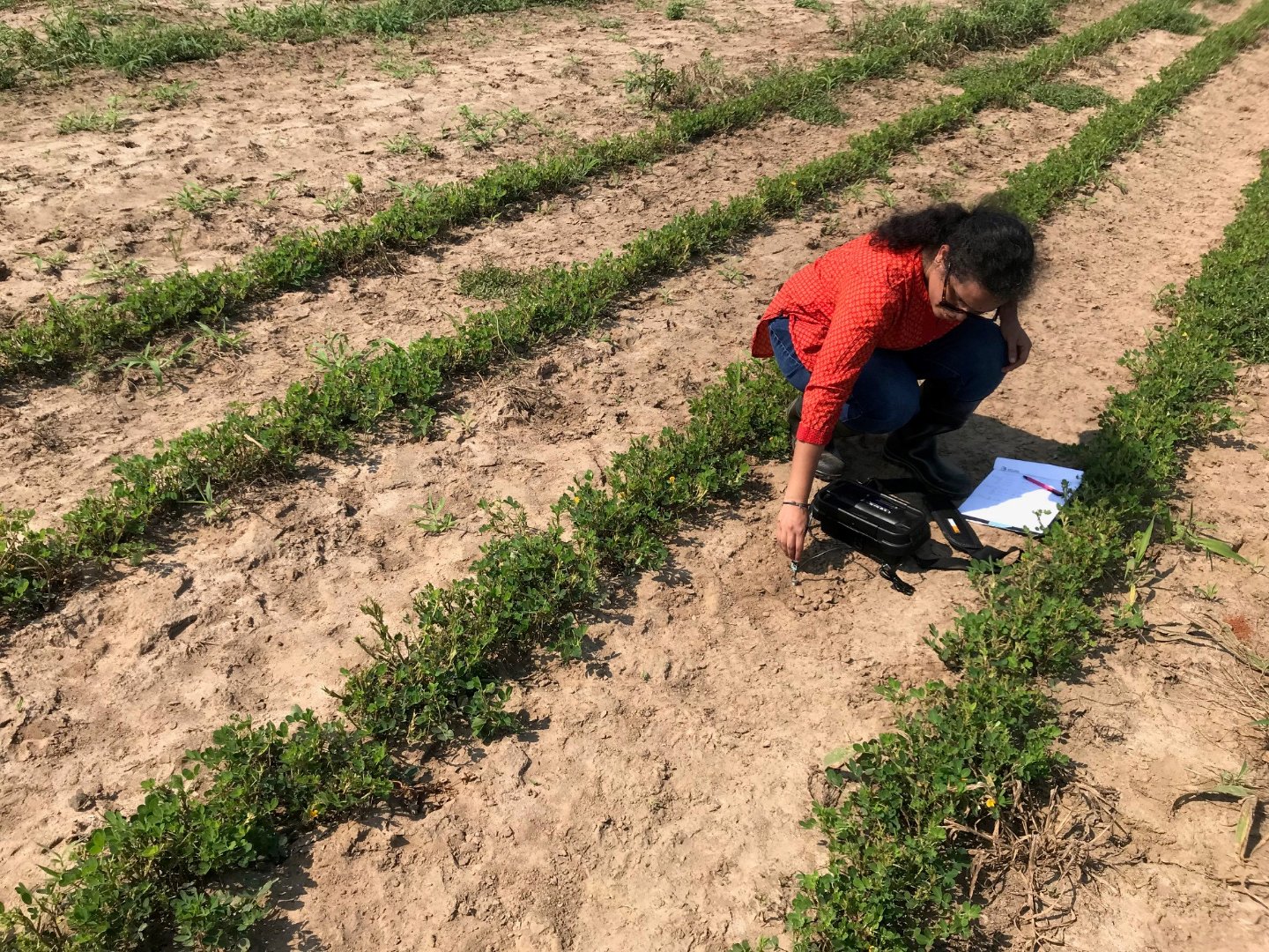 Hema Degala, research assistant at FVSU, assists in conducting field experiments.