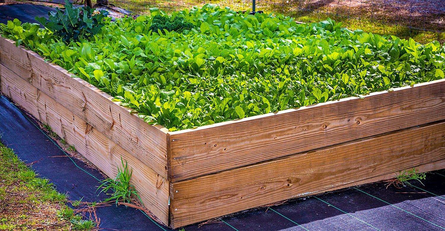 One of the raised bed garden boxes used to grow kale and mustard at the Village Community Garden.