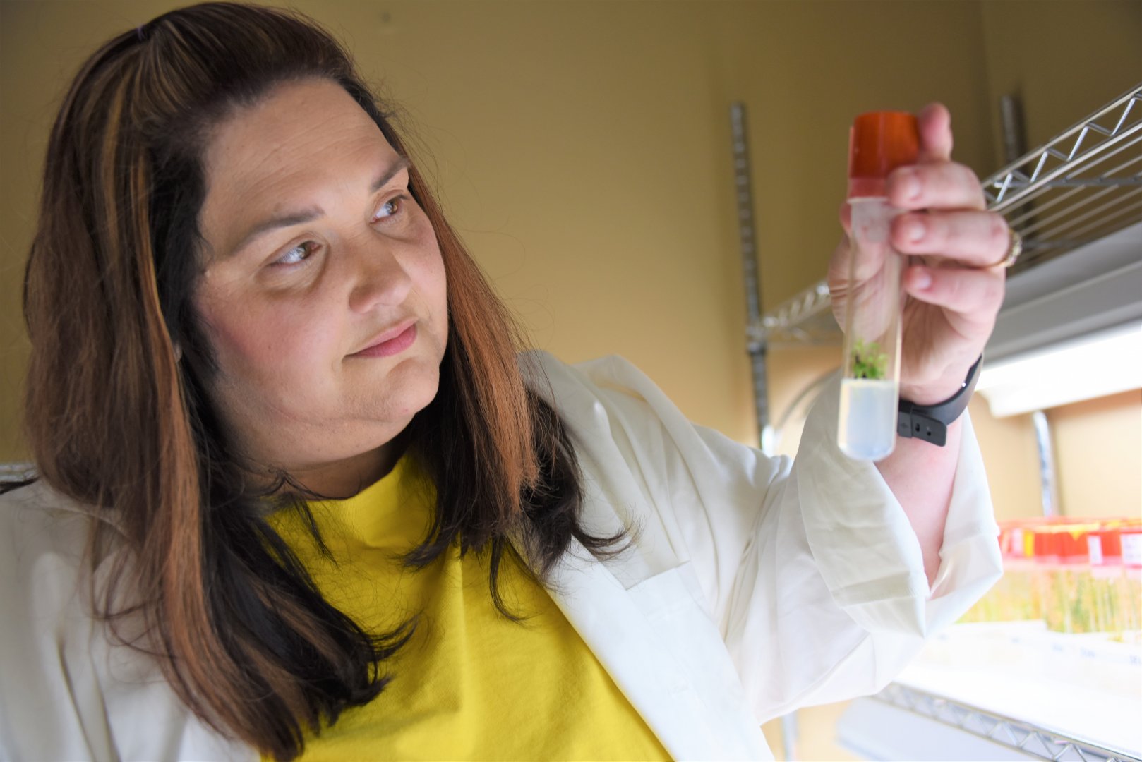 Lani Irvin inspects a cell culture in the lab. Her research involved creating a barcode for Scutellaria, a medicinal plant.