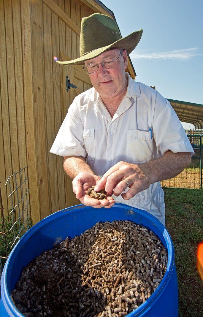 Dr. Thomas Terrill, associate professor of animal science, inspects pellets made from sericea lespedeza.