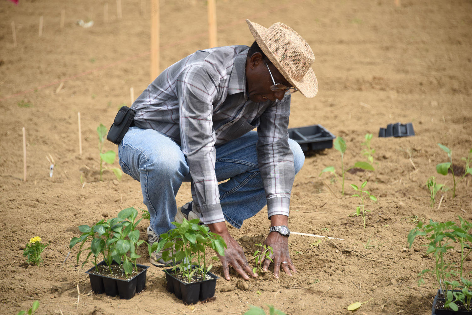 Dr. James E. Brown, professor and interim program leader of Fort Valley State University’s Agriculture and Natural Resources program, plants peppers at the school’s community garden located on campus.
