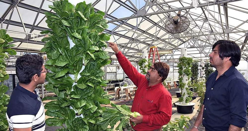 Dr. Bipul Biswas, (center) assistant professor of plant science, along with graduate students Nabin Sedhain (left) and Ankush Sangra (right), inspect lettuce plants grown using hydroponics in one of Fort Valley State University’s campus greenhouses.