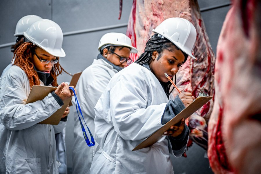 Fort Valley State University’s Meat Judging Team practices their judging skills in the Meat Technology Center.