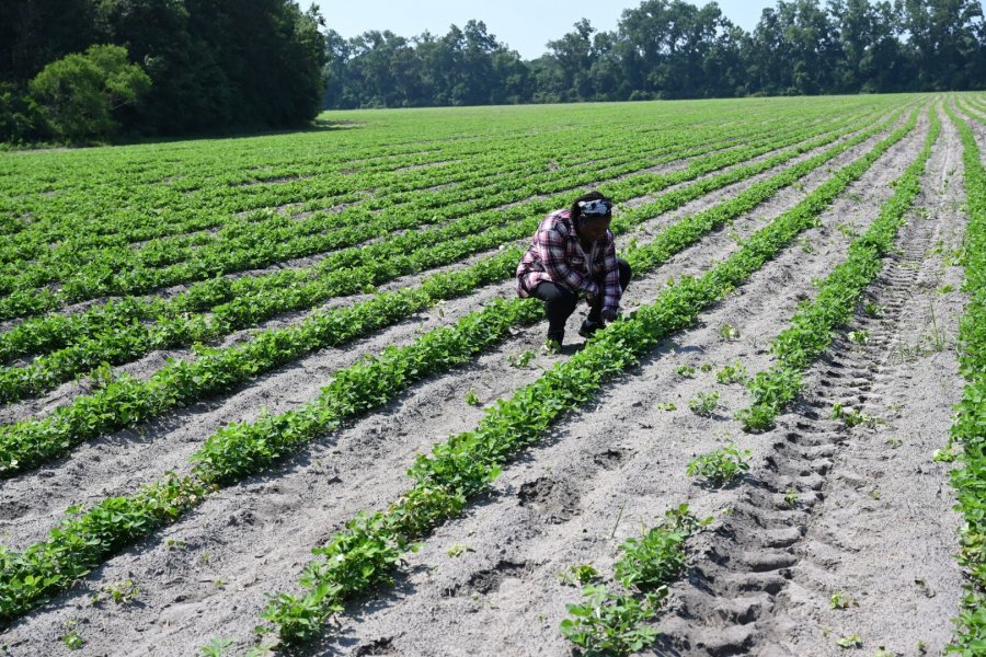 Wasson tends to her peanut crops in the field. 