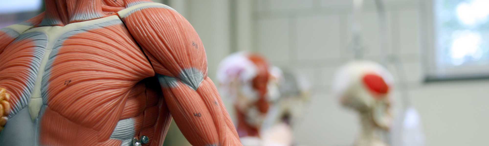 Human anatomy models