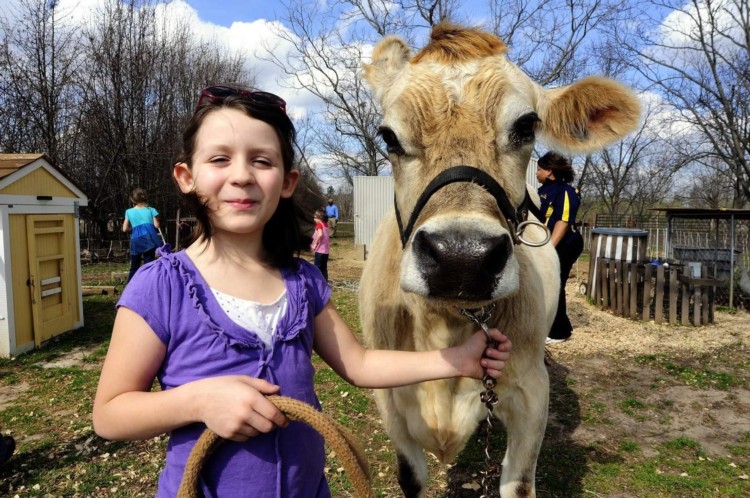Child with cow.