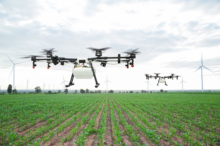 Drone in field of crops