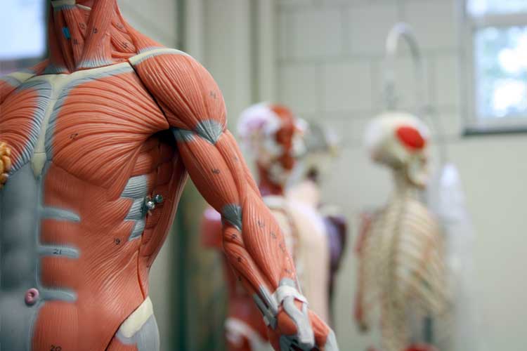 Skeleton Model with Muscle tissue