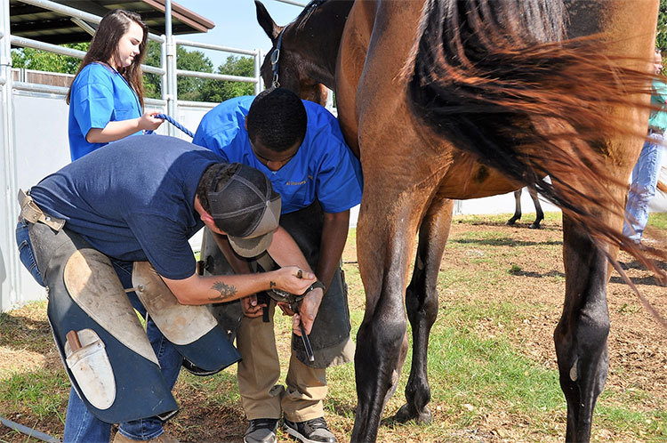 two men cleaning the hoof of a horse