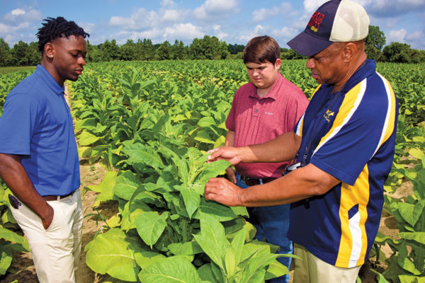Three people standing in a field inspecting one of many crops.