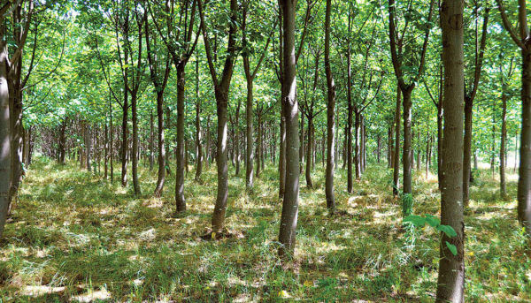 Paulownia trees