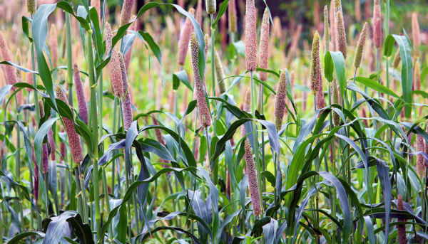 Pearl Millet