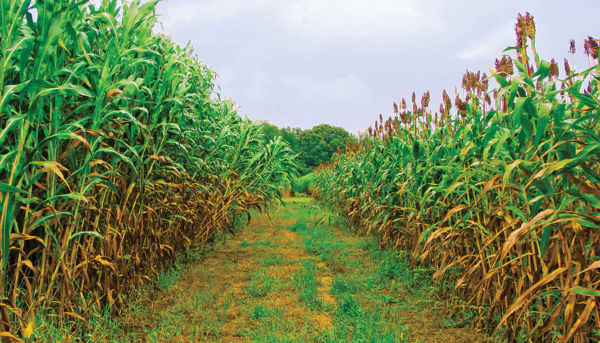 Forage sorghum and sweet sorghum