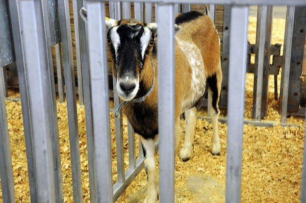 A goat in a pen.